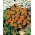 프랑스 메리 골드 "Dainty Marietta"- 단일 꽃 - 315 씨앗 - Tagetes patula L.
