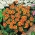 Fransız kadife çiçeği "Dainty Marietta" - tek çiçekli - 315 tohum - Tagetes patula L. - tohumlar