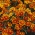 Marigold Kırmızı Marietta tohumlar - Tagetes patula nana - 350 tohum - Tagetes patula L.