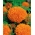 Mexická Marigold "Hawaii"; Aztécký měsíček - 270 semen - Tagetes erecta  - semena