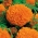Mexican Marigold "Hawaii"; Aztec marigold - 270 seeds