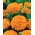 Marigold Deep Orange sjemenke - Tagetes erecta - 300 sjemenki