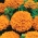 万寿菊深橙色种子 -  Tagetes erecta  -  300粒种子 - 種子