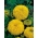 墨西哥万寿菊 - 金黄色的品种;阿兹特克万寿菊 -  270粒种子 - Tagetes erecta - 種子