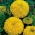 Gălbenele mexicane - varietate de aur galben; Azure de galbenele - 270 de semințe - Tagetes erecta