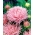 Ružičasta igla latica porculan aster, Godišnja aster - 500 sjemenki - Callistephus chinensis  - sjemenke