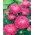 Krūmu Aster Milady rozes sēklas - Callistephus chinensis - 500 sēklas