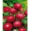 Aster pom-pom-hoa "Bolero" - đỏ - 225 hạt - Callistephus chinensis 