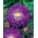 Aster Chinensis - Bolero - violett - 225 frön - Callistephus chinensis