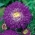 Пом-пом-цветни астер "Болеро" - љубичаста - 225 семена - Callistephus chinensis 