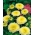 Aster de flor de pompom amarelo - 500 sementes - Callistephus chinensis