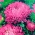 Aster "Duchesse" - ροζ άνθη - 225 σπόροι - Callistephus chinensis 