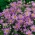 Berg-Aster - lavendelblaue, ausdauernde Blumen; Kalk-Aster