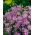 Eropah Michaelmas-daisy - bunga lavender biru, yang tahan lama - 120 biji - Aster amellus - benih
