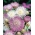 American Basketflower, benih Amerika Star-Thistle - Centaurea americana - 65 biji