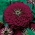 Цинция "Далия-цветя" "Виолетова кралица" - 120 семена - Zinnia elegans fl. pl. Dahliaeflora