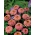 초속 "릴리프 연어 보석"- 핑크 - 오렌지 - 81 종 - Zinnia elegans - 씨앗