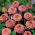 Циния "Лилипут сьомга" - розово-оранжево - 81 семена - Zinnia elegans