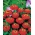 百日草“Liliput猩红宝石” - 猩红色 -  81粒种子 - Zinnia elegans - 種子