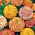 Dahlia-flowered zinnia "Candy Stripe" - seeds mix - 108 seeds