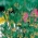 Nigella, hạt hoa thì là vàng - Nigella directionalis - 250 hạt - Nigella orientalis