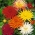 الصبار الداليا - مزيج متنوعة - 120 بذور - Dahlia pinnata flore pleno - ابذرة