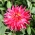 Mélange de graines de Dahlia - 120 graines - Dahlia pinnata flore pleno
