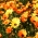 Glandular Cape marigold, Namaqualand daisy, Orange Namaqualand daisy, Dimorphoteca sinuata  syn. Dimorphoteca aurantiaca - 450 seeds