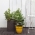 Medium størrelse rund potteplante - ø 36 cm - Sylinderplantasje - brun - 