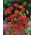 Tasselflower, pualele - cabezas de flores de bermellón - 130 semillas - Emilia coccinea