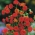 Tasselflower, pualele - vermillion ziedu galvas - 130 sēklas - Emilia coccinea