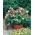 Ev Bahçe - Büyük çiçekli Fransız fasulyesi "Hestia" - iç mekan ve balkon yetiştiriciliği için - Phaseolus vulgaris - tohumlar