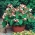 דף הבית גן - שעועית צרפתית גדולה "Hestia" - לטיפוח פנים ומרפסת - Phaseolus vulgaris - זרעים