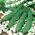Насіння квасолі - Phaseolus coccineus - насіння