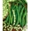 Cüce fasulye "Presto" - yeşil bakla, flageolet tipi - 120 tohum - Phaseolus vulgaris L. - tohumlar