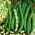 Dwarf kacang "Presto" - pod hijau, flageolet-type - 120 biji - Phaseolus vulgaris L. - benih