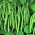 Zelený fazuľový "procesor" - stredne skorá odroda - Phaseolus vulgaris L. - semená