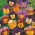Amor-perfeito com chifres "Bambini" - mix de variedades - 270 sementes - Viola cornuta