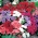 Phlox annuale, Phlox di Drummond - mix di varietà a bassa crescita - 500 semi - Phlox drummondi
