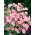 Alito rosa annuale del bambino, respiro da bambino appariscente - 1400 semi - Gypsophila elegans