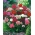 Насіння солодкого Вільяма - Dianthus barbatus - 900 насіння