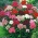 Sementes de doce William - Dianthus barbatus - 900 sementes