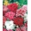 Imperial fainbow - variasjon mix - 1100 frø - Dianthus chinensis imperialis