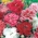 Œillet de Chine - mélange de variétés - 1100 graines - Dianthus chinensis imperialis