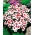 Dianthus Merry-Go-Round frön - Dianthus chinensis - 330 frön