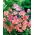 Saldžių žirnių drugelių mišinys - Lathyrus odoratus - 36 sėklos