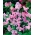 Ροζ σπόροι μπιζελιών - Lathyrus odoratus - 36 σπόροι