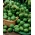브뤼셀 콩나물 카시오페이아 씨앗 - Brassica oleracea convar.oleracea var.gemmifera - 640 씨앗 - Brassica oleracea var. gemmifera