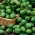브뤼셀 콩나물 카시오페이아 씨앗 - Brassica oleracea convar.oleracea var.gemmifera - 640 씨앗 - Brassica oleracea var. gemmifera