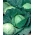 Kål Vit - Dithmarscher Fruher - vit - 480 frön - Brassica oleracea convar. capitata var. alba